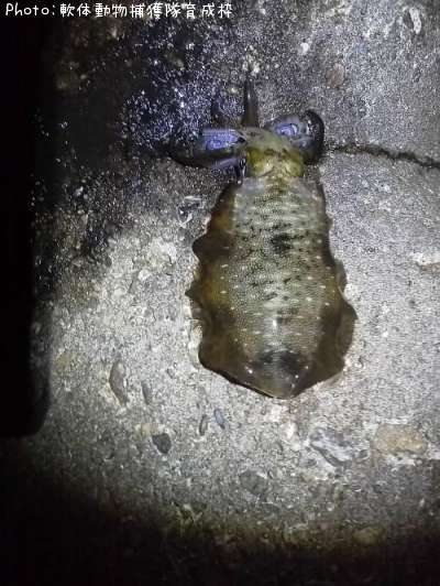 �����ꥤ��