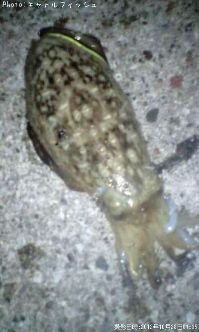 ���ߥ���