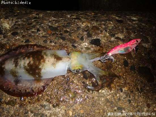 �����ꥤ��