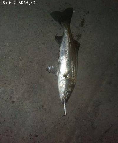 �����Х�