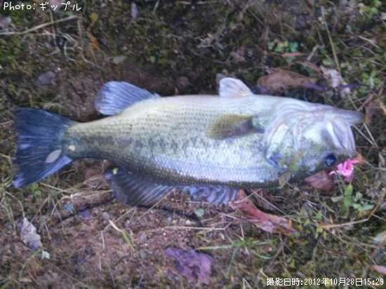 �֥�å��Х�