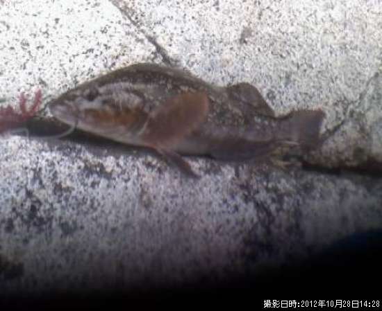 �����ʥ�