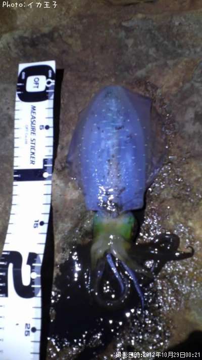 �����ꥤ��