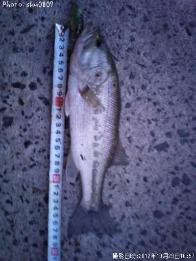 �֥�å��Х�