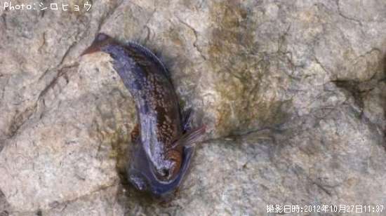 �����ʥ�