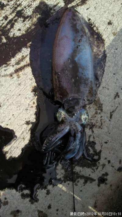 �����ꥤ��