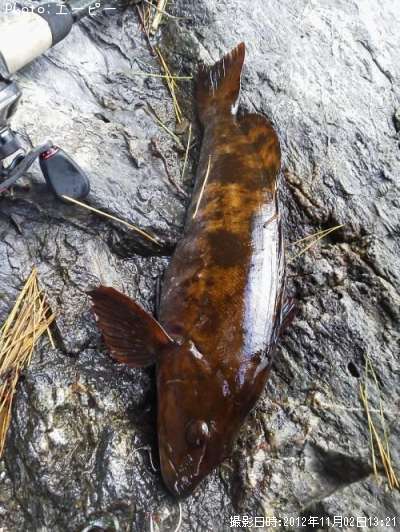 �����ʥ�