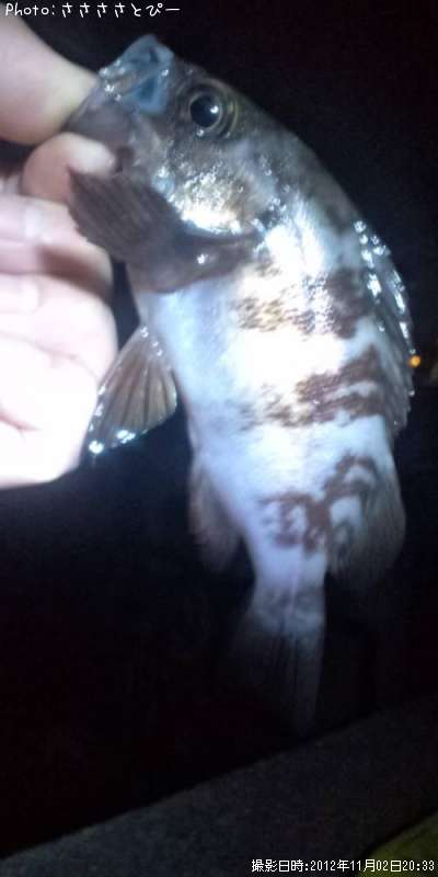 ���ꥢ��Х�