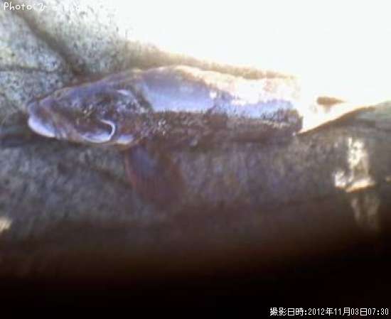 �����ʥ�