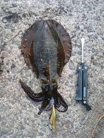 �����ꥤ��