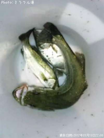 �����Х�