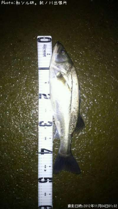 �����Х�