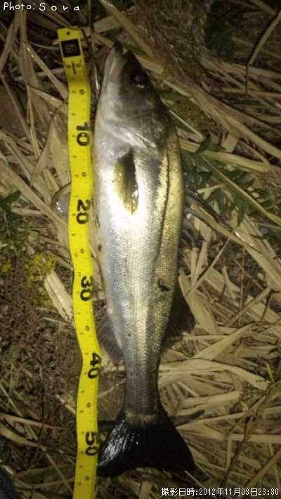 �����Х�