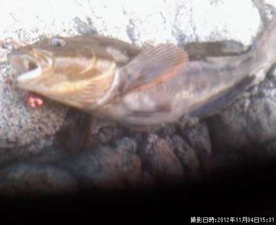 �����ʥ�