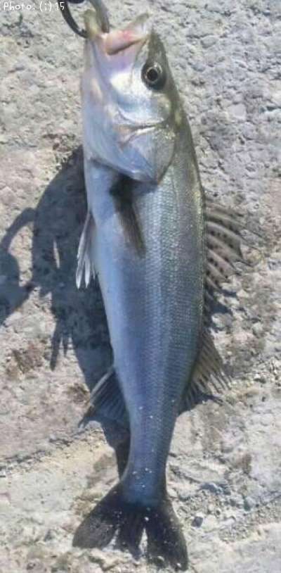 �����Х�