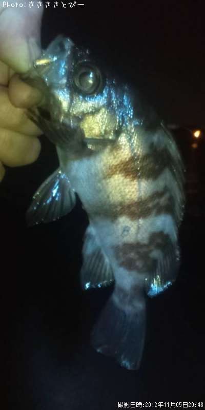 ��Х�������Х�