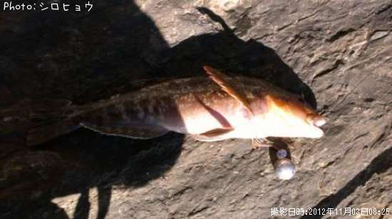 �����ʥ�