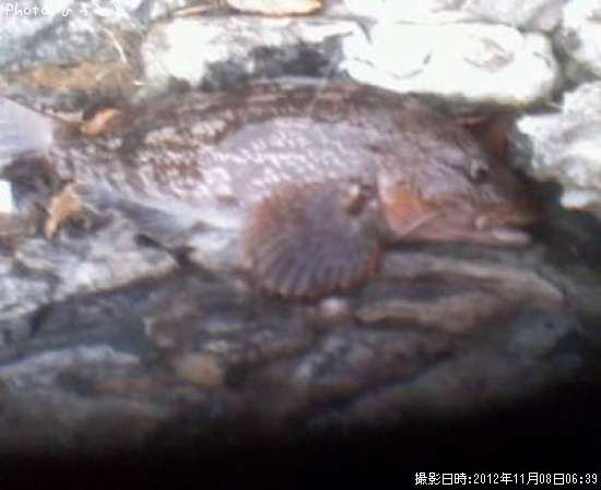 �����ʥ�