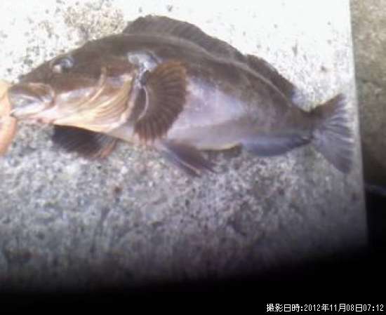 �����ʥ�