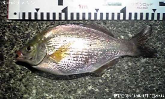 �������ʥ���