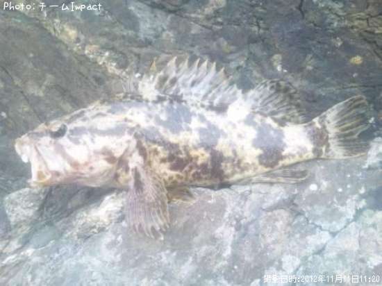 �����Υ���Х�