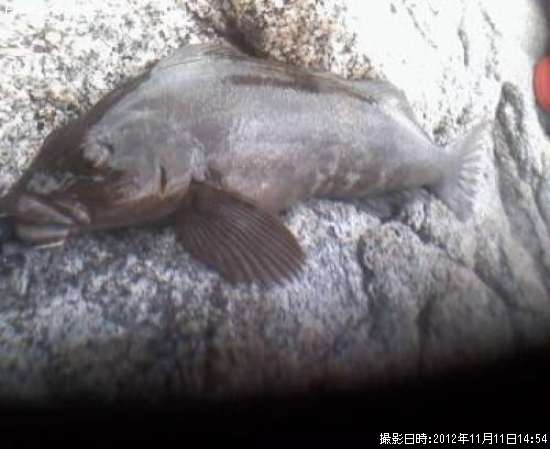 �����ʥ�