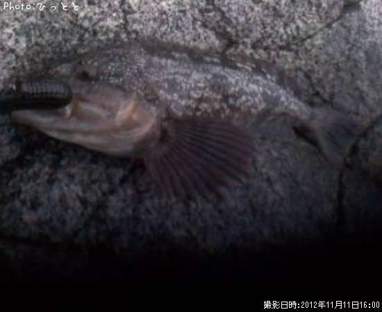 �����ʥ�