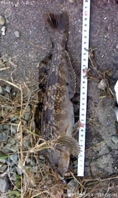 �����ʥ�