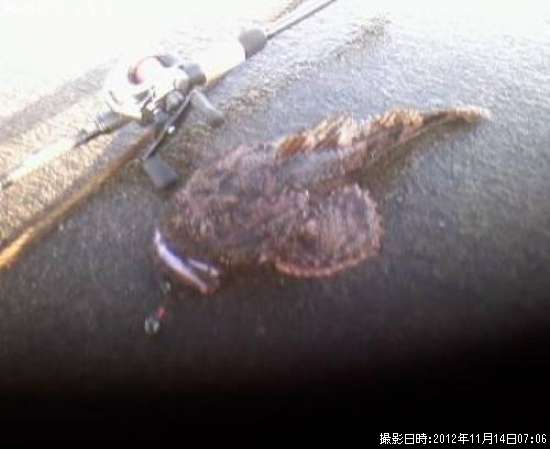 �ǥ����ĥ�