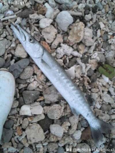 ���˥��ޥ�