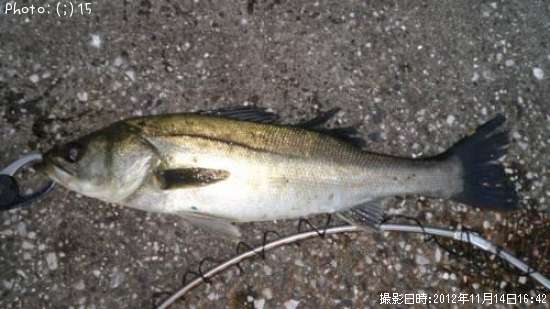 �����Ф�