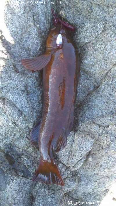 �����ʥ�