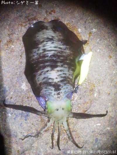 �����ꥤ��