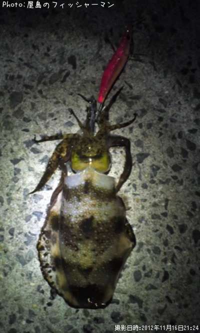 �����ꥤ��