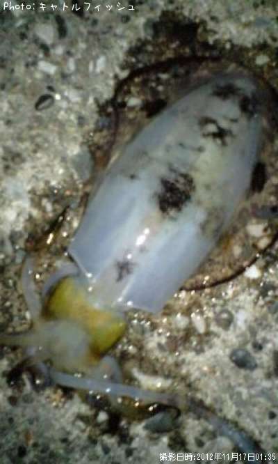 �����ꥤ��