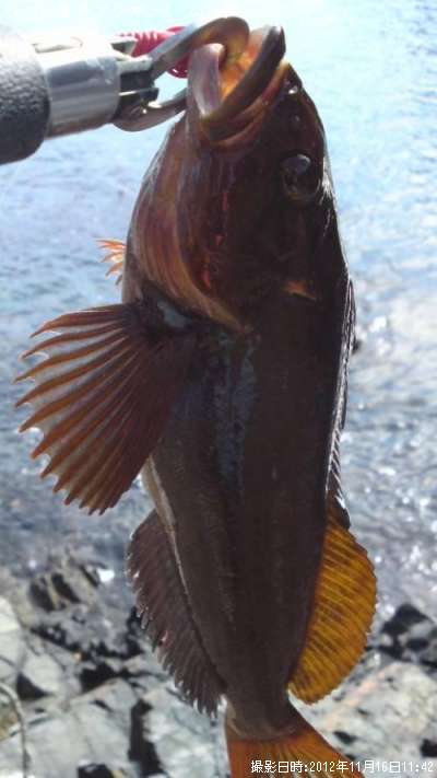 �����ʥ�