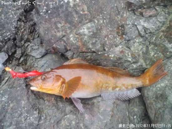 �����ʥ�