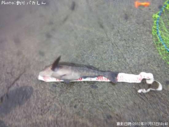 �����ʥ�