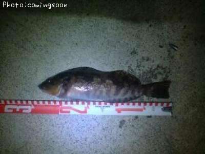 �����ʥ�