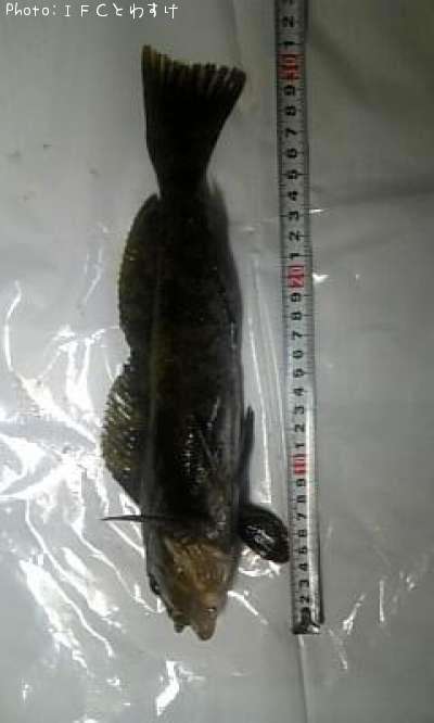 �����ʥ�