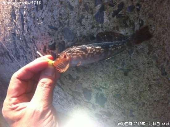 �����ʥ�