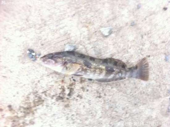 �����ʥ�