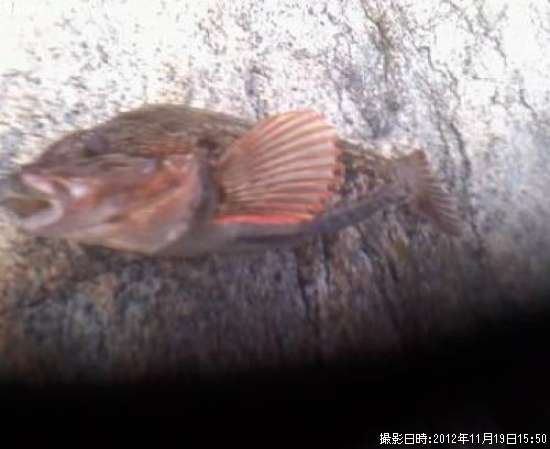 �����ʥ�