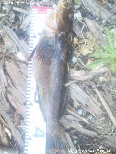 �����ʥ�