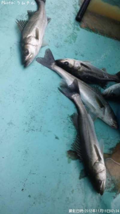 �����Х�