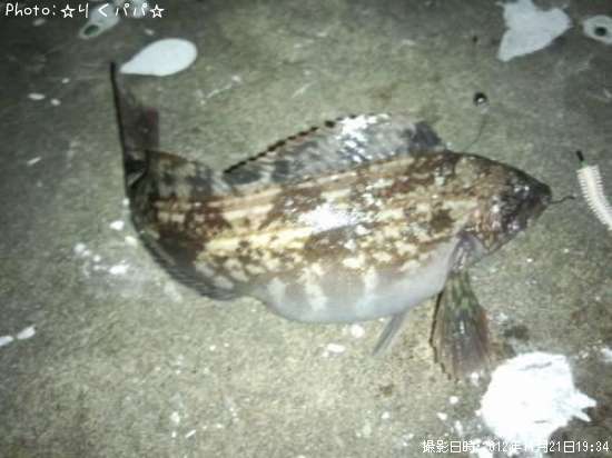 �����ʥ�