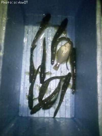 ���쥤���ϥ������ʥ�