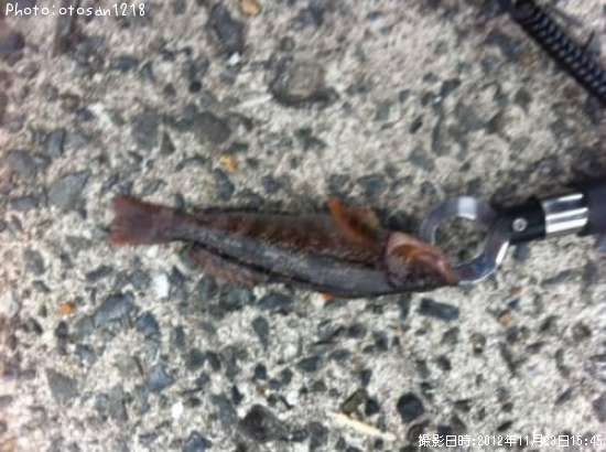 �����ʥ�