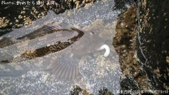 �����ʥ�