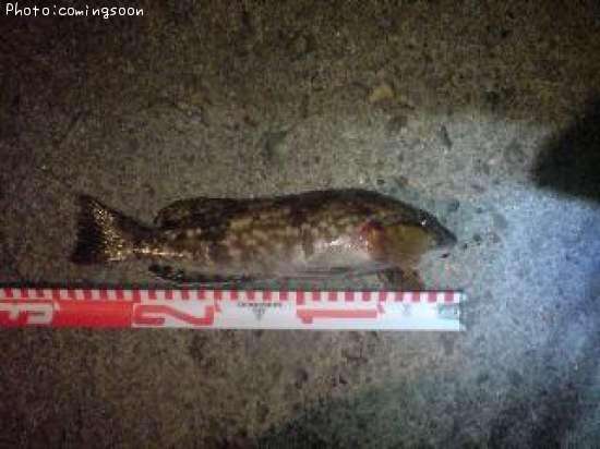 �����ʥ�